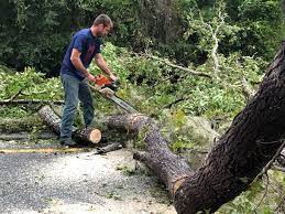 How Our Tree Care Process Works  in  Hazel Green, AL