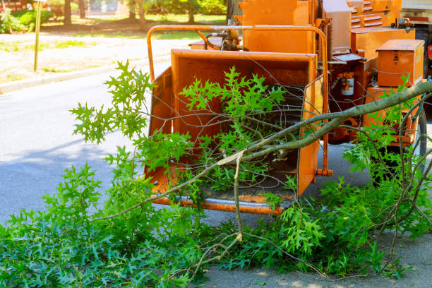 Best Pest Control for Lawns  in Hazel Green, AL